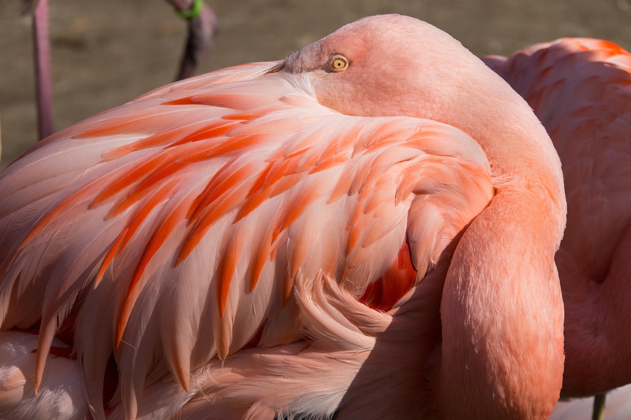 Erlebnis-Zoo Hannover, Trauort Hoflokal